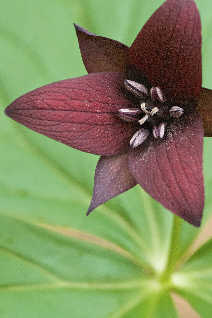 Trillium